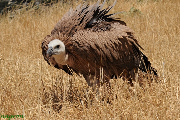 Nature and Environment in Rethymno, Crete, Greece: flora rethymnon crete, fauna rethymno greece, ecotourism rethymno crete Nature and Environment in Rethymno, Crete, Greece: flora rethymnon crete, fauna rethymno greece, ecotourism rethymno crete